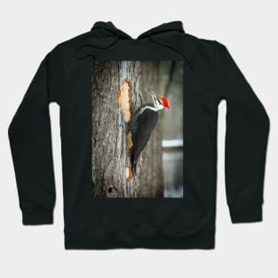 Piletated Woodpecker Hoodie